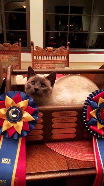 2016 ava's cat in her trophy.jpg